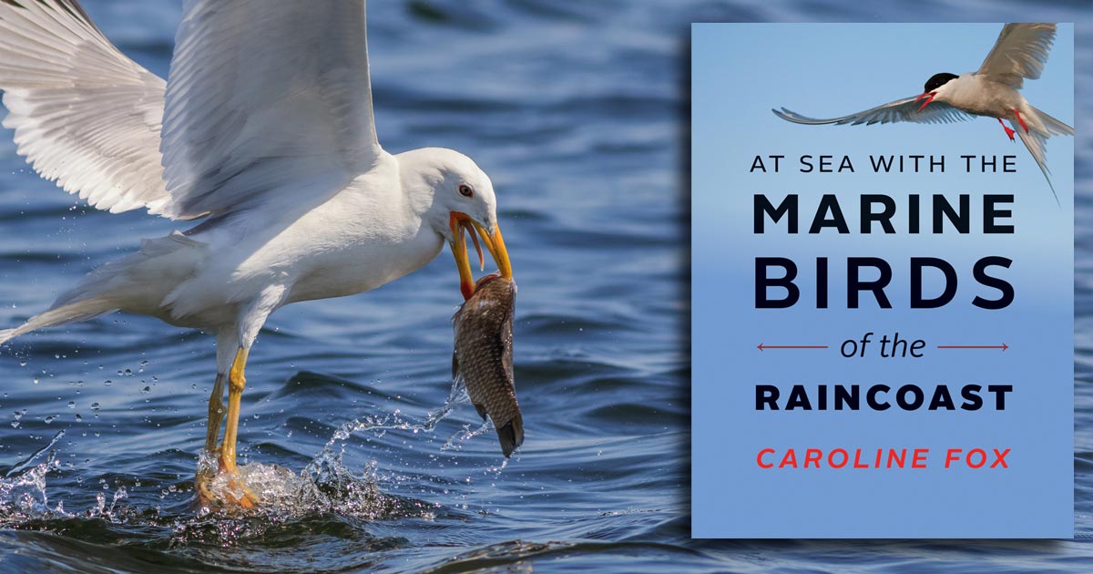 Marine Birds of the Raincoast by Caroline Fox