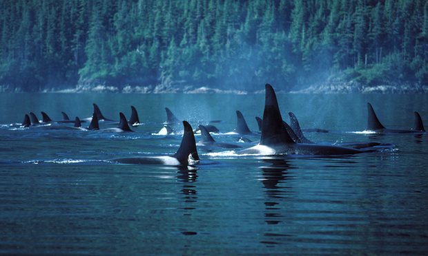 A group of orca whales swimming in the water.