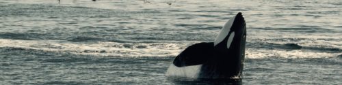 Southern Resident killer whale pokes head above water, displaying a classic spyhop behaviour.