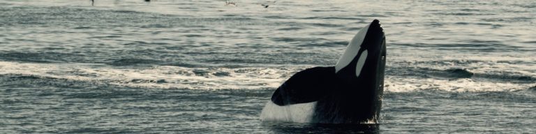 Southern Resident killer whale pokes head above water, displaying a classic spyhop behaviour.