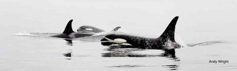 Two orca whales swimming in the water.