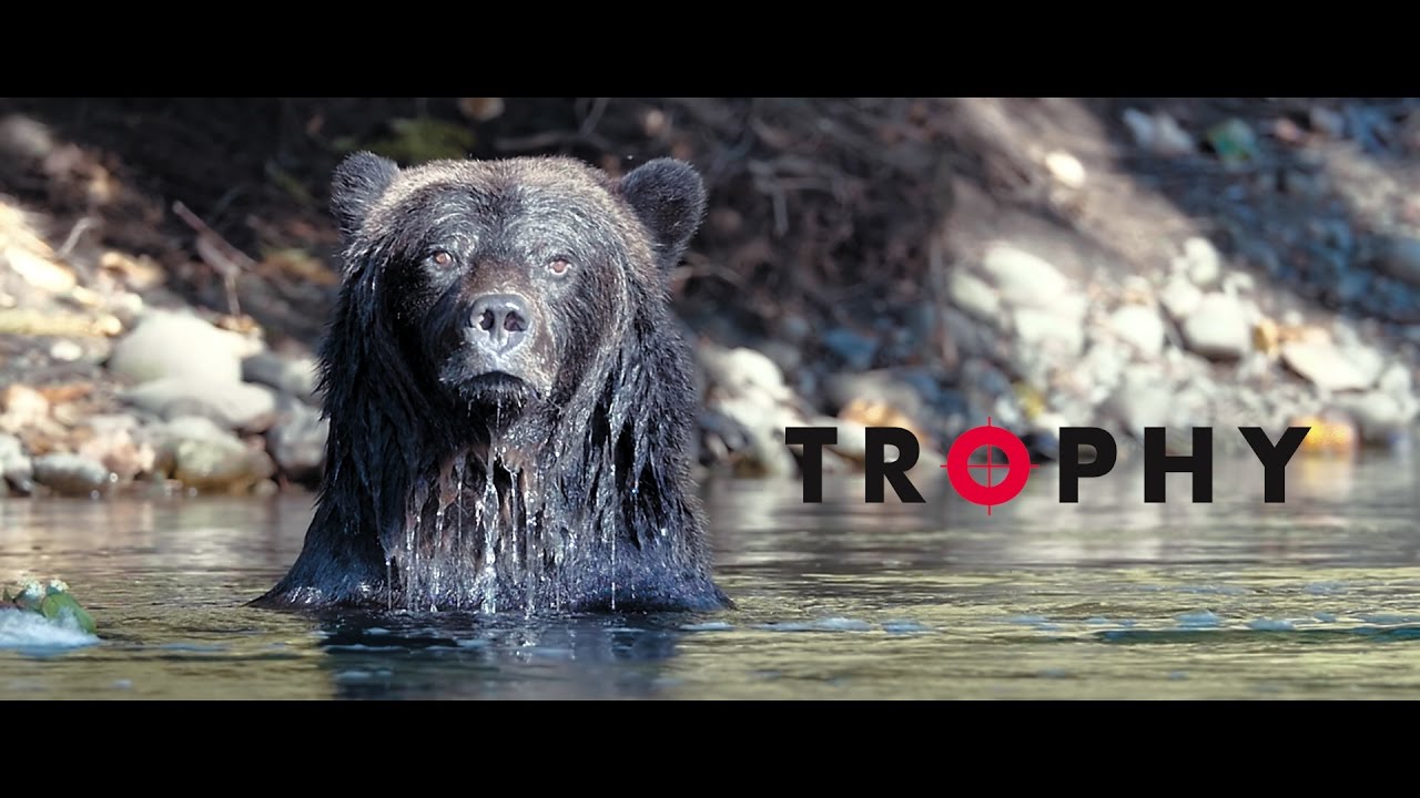 A bear sits in the water: Join us for a screening of the award winning film, Trophy