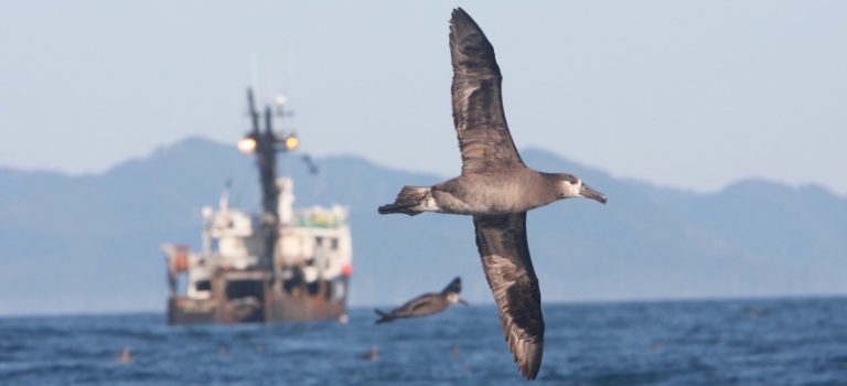 Coastal bird populations and Big Oil