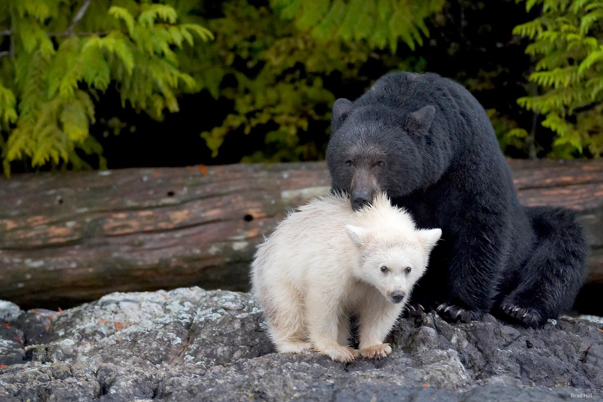 A black bear stands with her Spirit bear cub