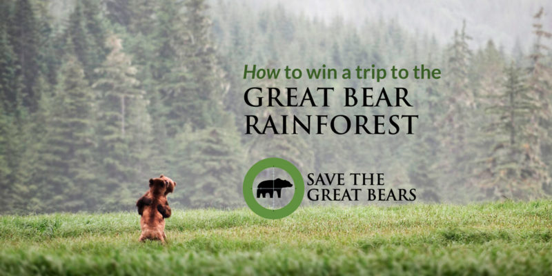 How to win a trip to the Great Bear Rainforest.