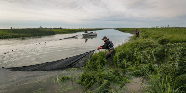 Work with Raincoast scientists in the Fraser Delta estuary