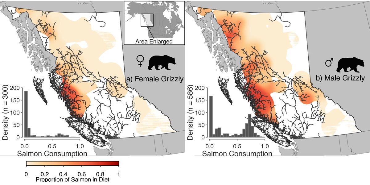 Side by side maps of density of male and female Grizzly bears