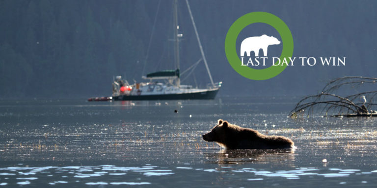 A grizzly bear wades into the shallows, with Achiever anchored in the background: "Last day to win"
