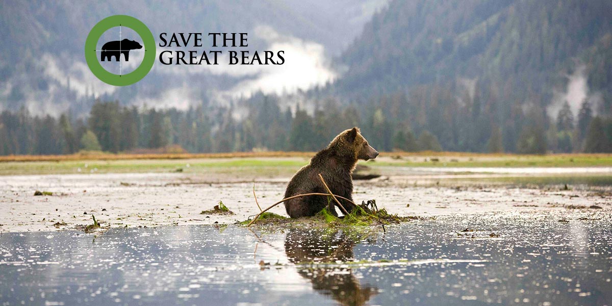 A Grizzly Bear sits down in the middle of a tidal flat in the Great Bear Rainforest.