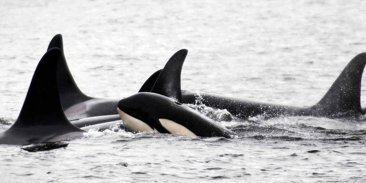 Killer whales in a tight formation on the BC coast.