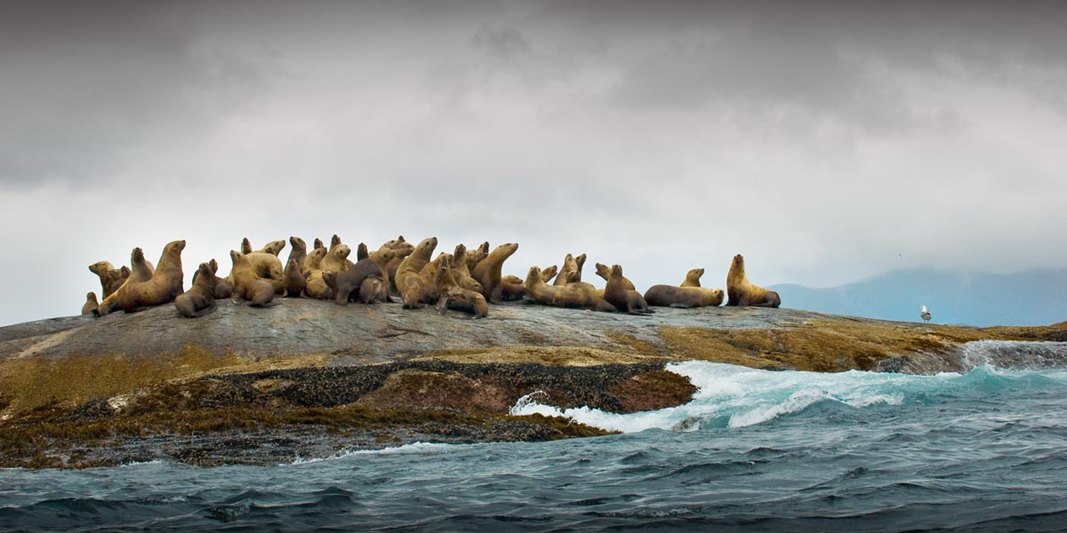 Sea lions in the Great Bear Rainforest