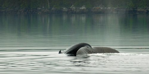 A humpback whale slips into the water near the