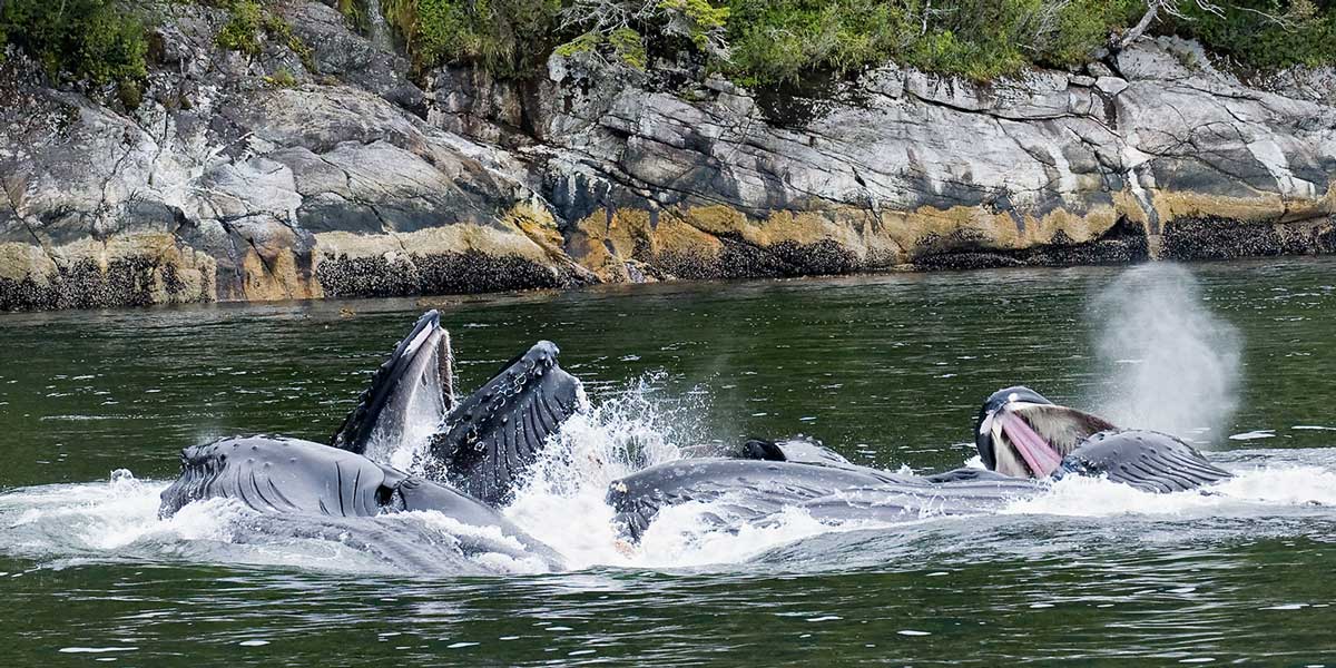 Whales eating close to the shore on the North Coast of the Great Bear Rainforest.