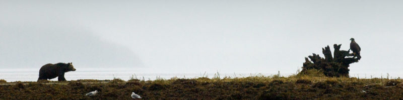 A grizzly bear on BC Coast stops to face an eagle.