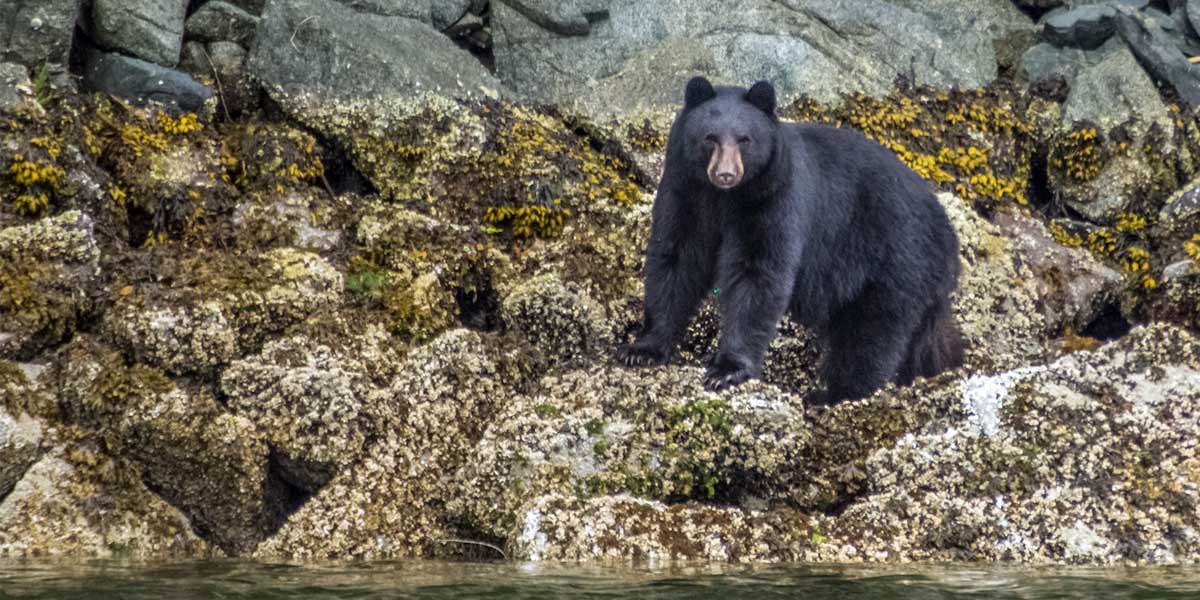 A black bear stares out from the intertidal zone on the BC coast.