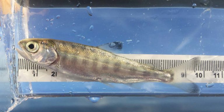 Measuring a Chinook salmon on the lower Fraser river.
