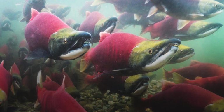 Sockey salmon with bright red bodies swimming upstream in the Great Bear Rainforest.