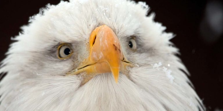 A closeup of an eagle with snowflakes resting on their head.