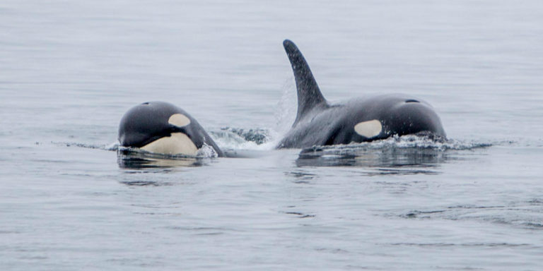Action for killer whales cannot be delayed