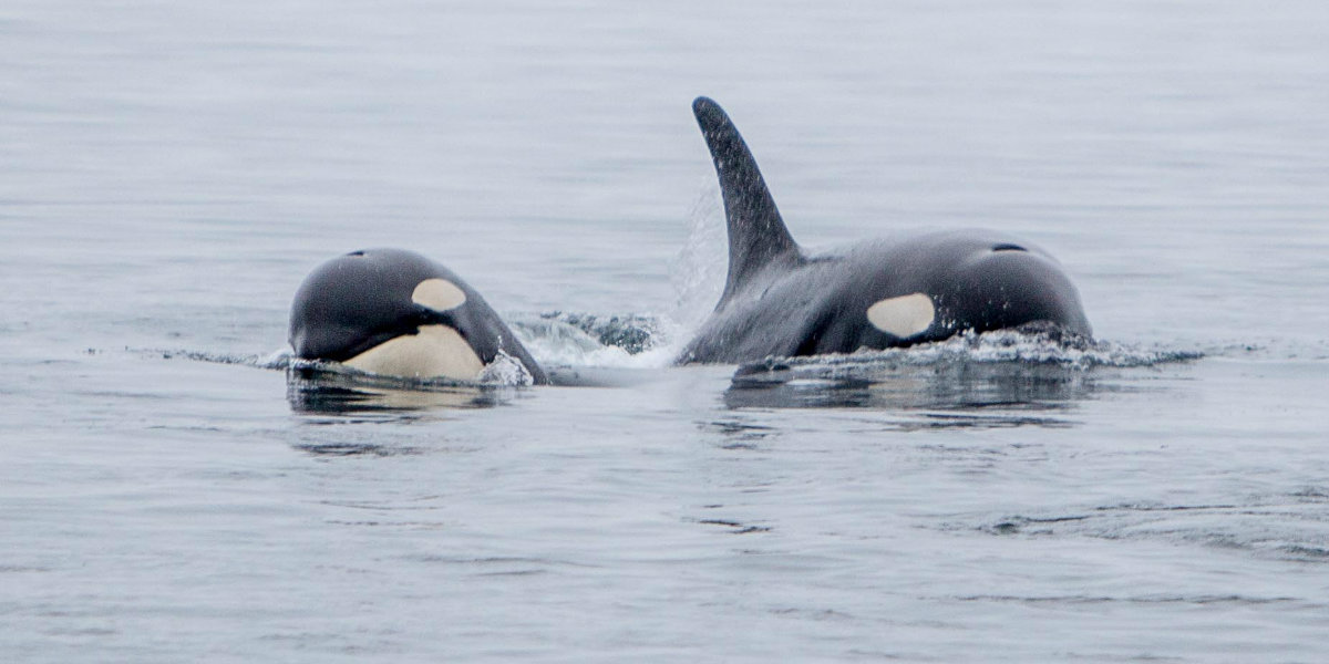 Two southern resident killer whales approach in the Salish Sea.