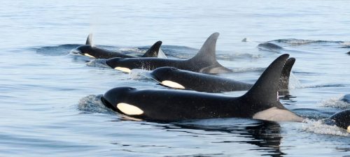 Southern Resident Killer Whales in the Salish Sea.