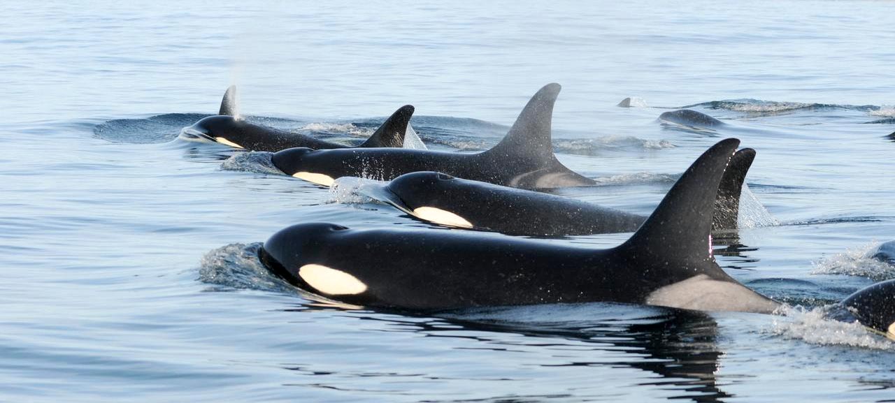 Southern Resident Killer Whales in the Salish Sea.