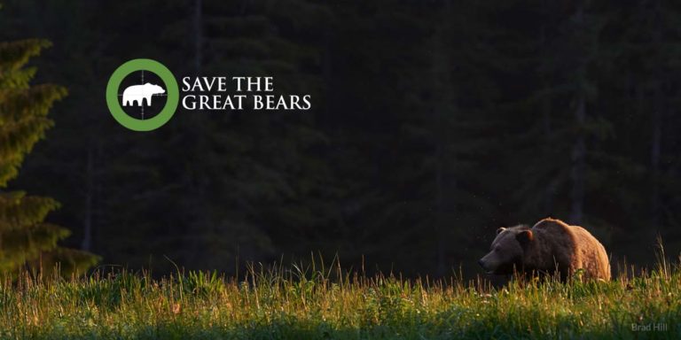 A grizzly bear wanders over the grassy shores of the Great Bear Rainforest.