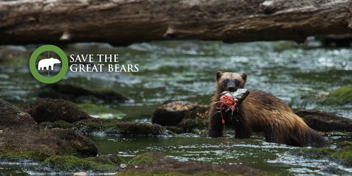 A wolverine stands in a stream below a log overhead, with a salmon head hanging from its mouth.
