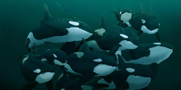 A gift of abundance for Southern Resident killer whales