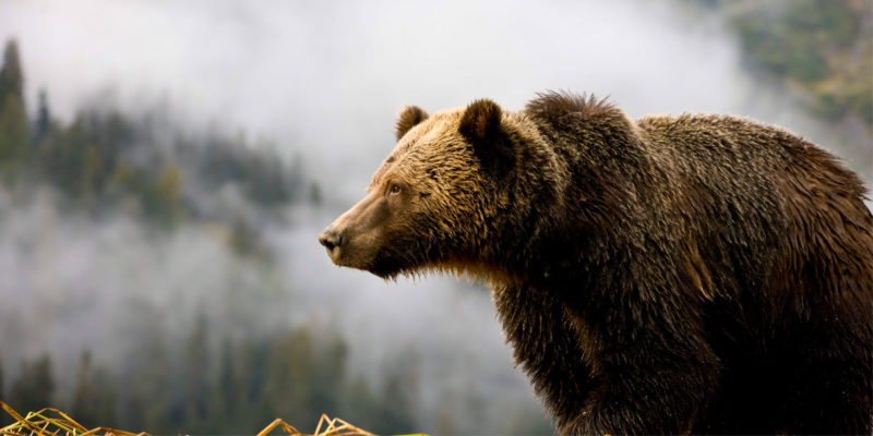 A grizzly bear looks out over the misty forests of the Great Bear Rainforest.