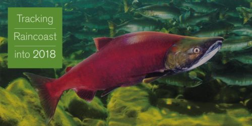 Tracking Raincoast into 2018: A bright red salmon sits rests on the bottom of a stream filled with fish.