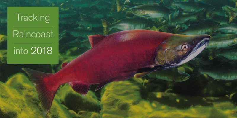 Tracking Raincoast into 2018: A bright red salmon sits rests on the bottom of a stream filled with fish.