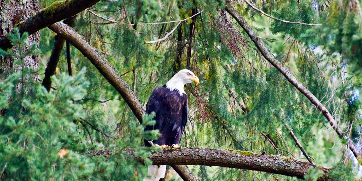 An eagle sits watching over a BC coastal stream.