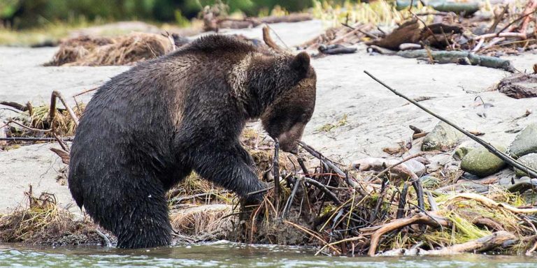 Letter: Protection of grizzly bears should be strengthened in the expansion of the Species at Risk Act