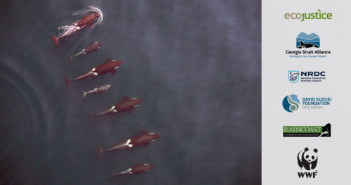 Southern Resident killer whales swim side by side in the Salish Sea, with joint partner logos on the right, including David Suzuki Foundation
