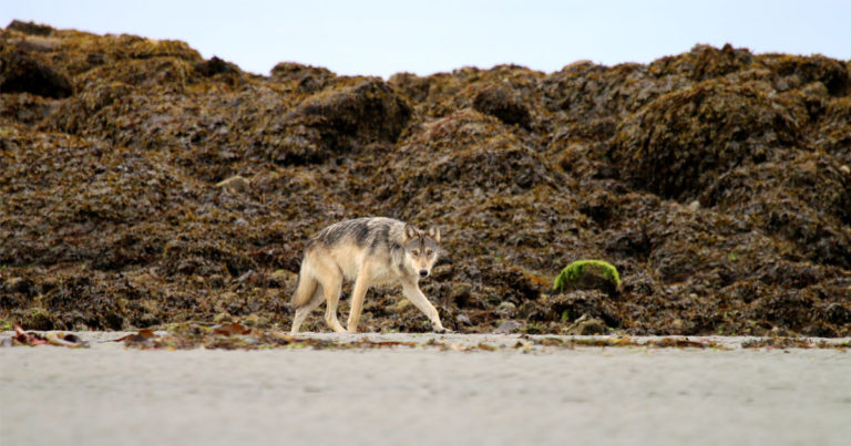 A wolf walks along a beach in an intertidal zone with its head lowered inquisitively.