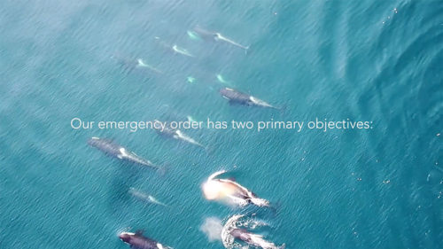 Southern Resident killer whales swim side by side, as seen from the air.