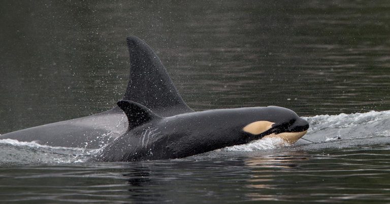 Juvenile killer whale and mother off the coast of British Columbia.