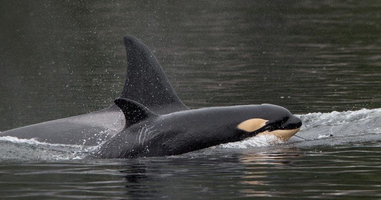 Conservation groups put ministers on notice over Southern Resident killer whales