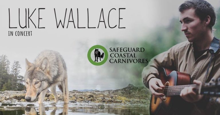 Live performances by musician Luke Wallace