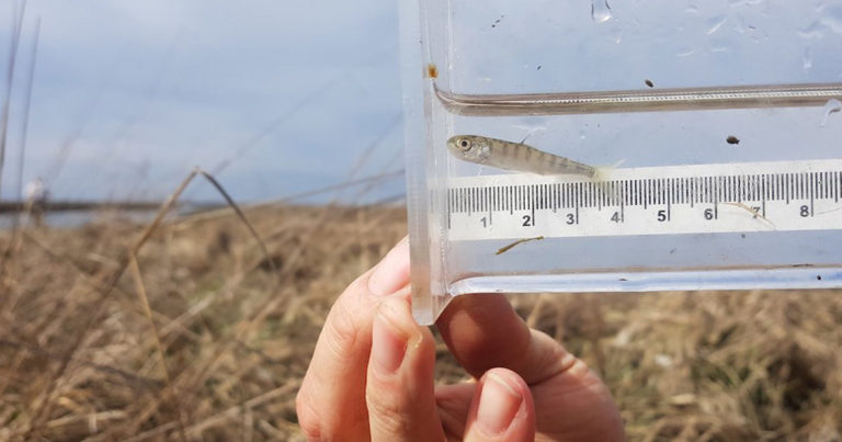 Dave Scott holds up a tiny salmon in the Fraser rive while he takes measurements