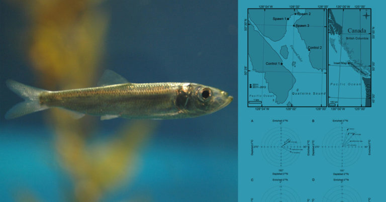 A Pacific herring stops moving for a moment; figures from the research about herring are on the right hand side.
