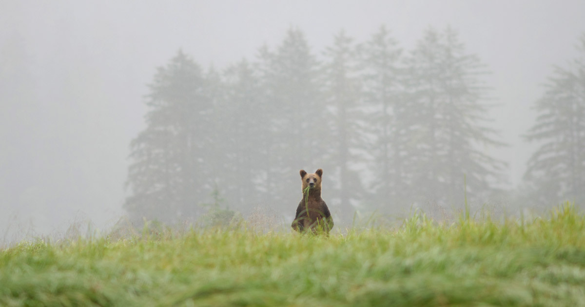 A bear stands in the distant grass and fog to get a better look or maybe smell.