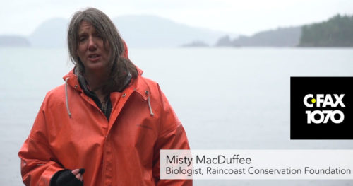 Misty MacDuffee stands in the rain explaining the risks to SRKWs.