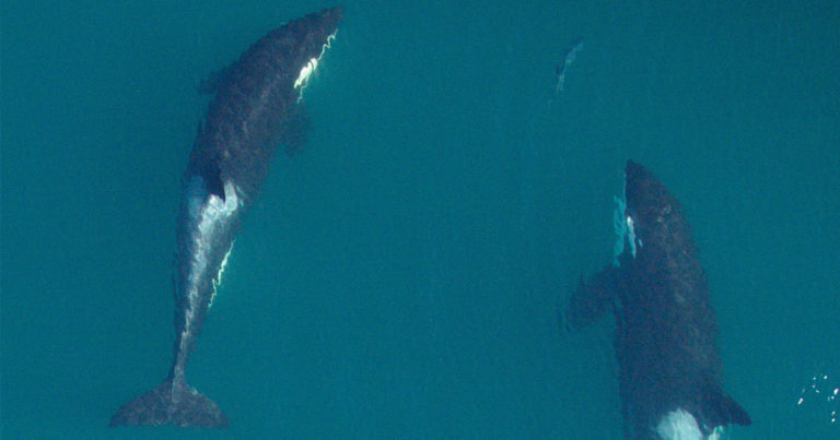 Government declares “imminent threat” to survival of Southern Resident killer whales