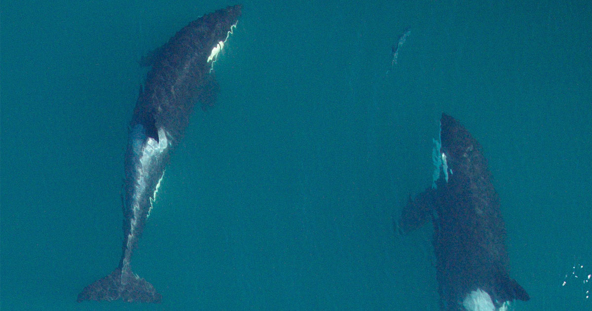 Southern Resident killer whales: J2 (right) and juvenile J45 (left) chasing a salmon.