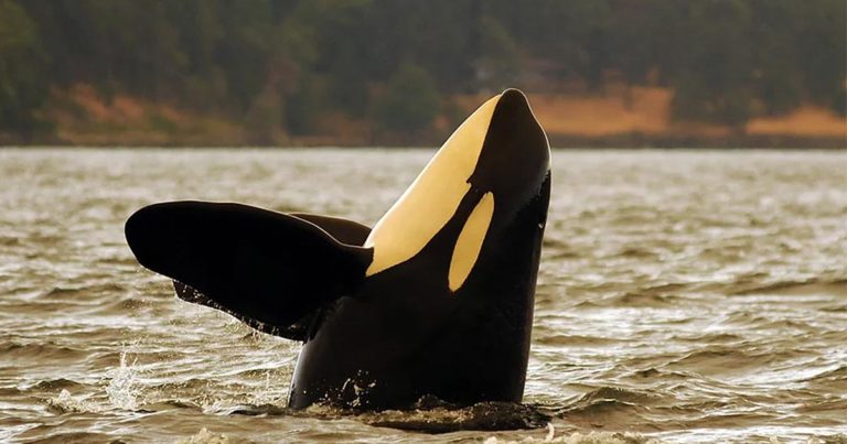 Endangered killer whales still await real action