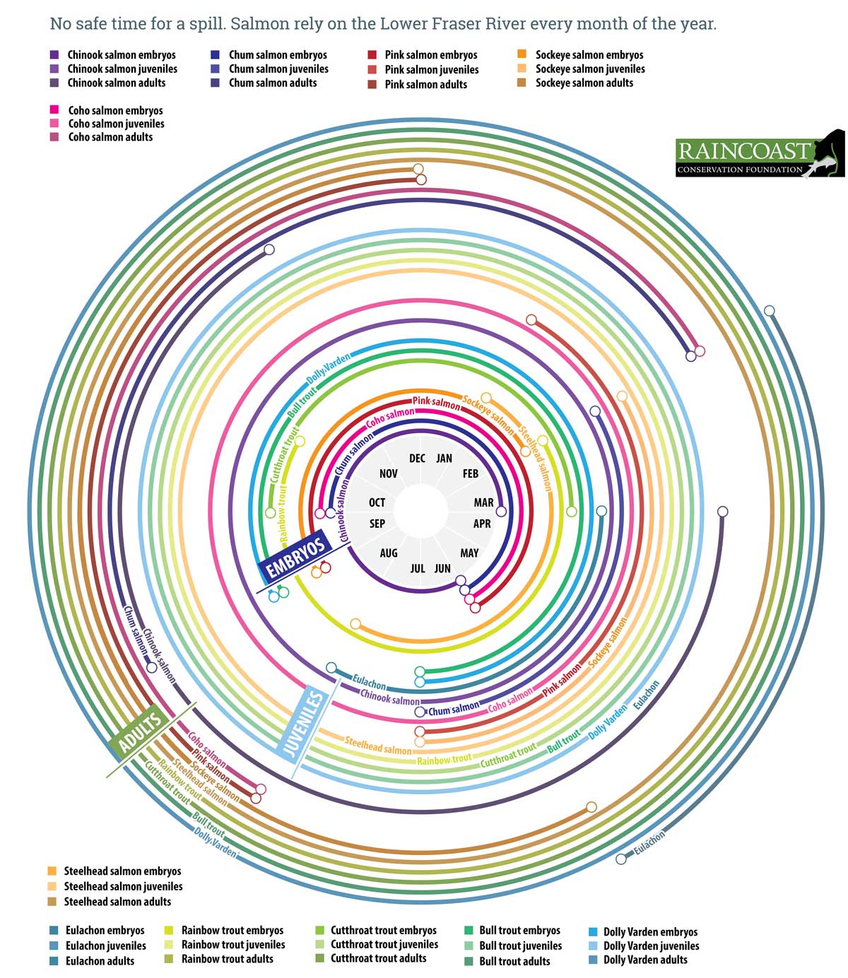 A radial gant chart showing when and how often the varieties of salmon are present in the Lower Fraser.