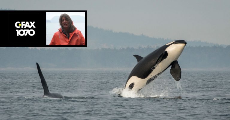 Interview: Southern Resident killer whales, fisheries, whale watching and the need for enforcement