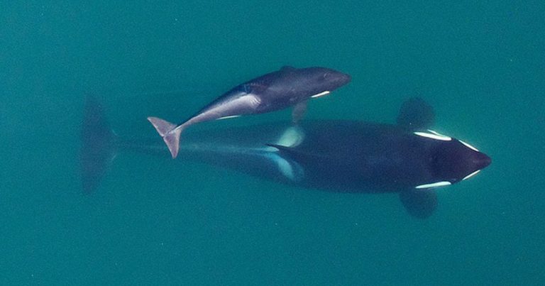 An aerial view of J50 and a juvenile.